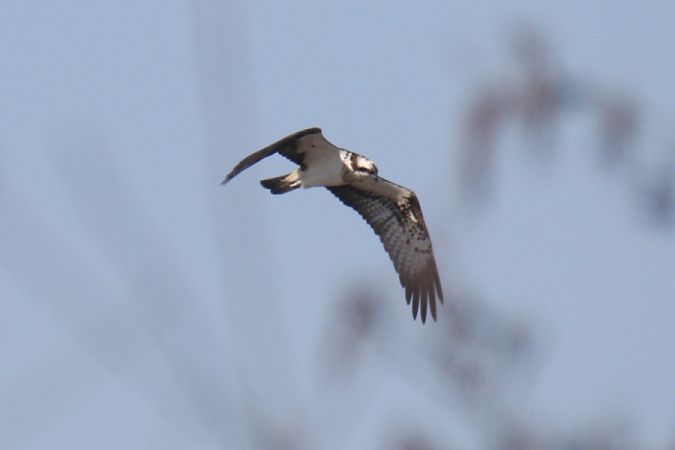 rybołów  - Mariusz Zub