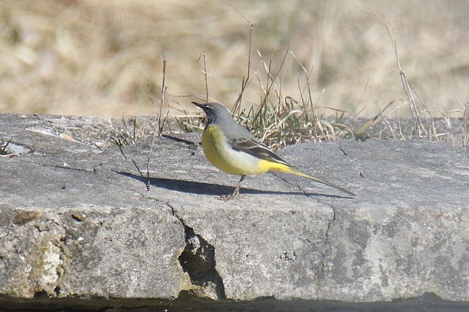 pliszka górska  - Mariusz Zub