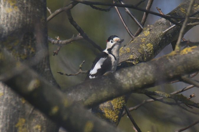 dzięcioł białoszyi  - Mariusz Zub