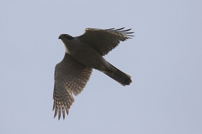 jastrząb  - Mariusz Zub