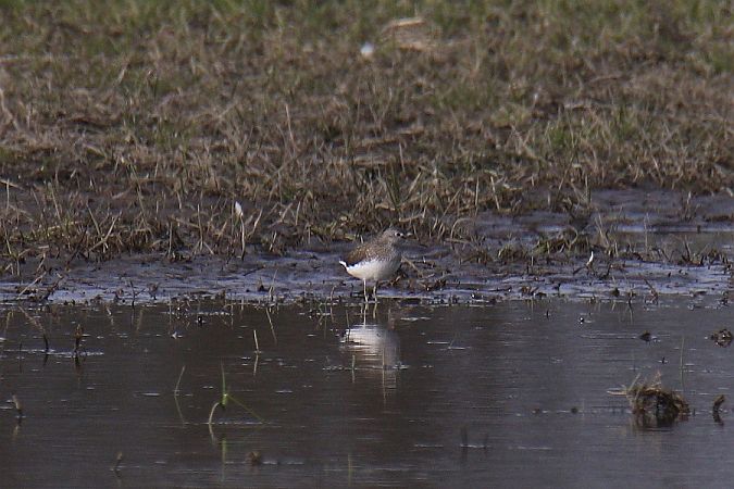 Waldwasserläufer  - Mariusz Zub