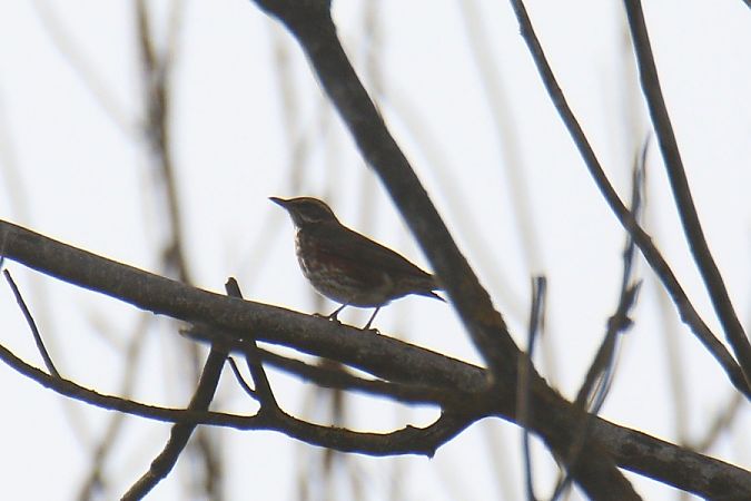 droździk  - Mariusz Zub