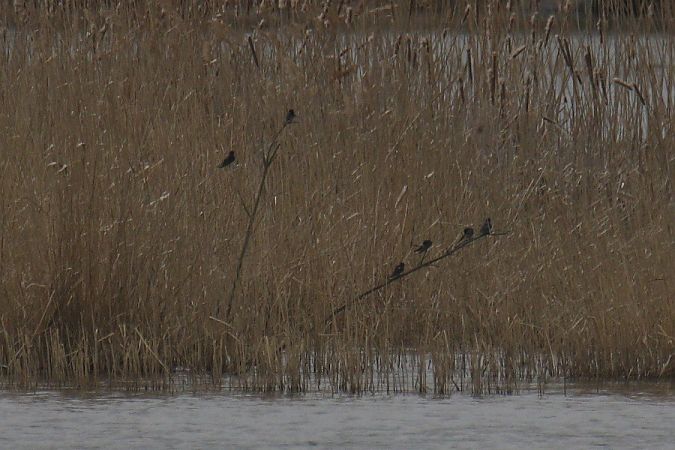 dymówka  - Mariusz Zub