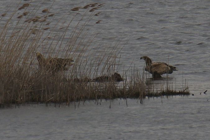 bielik  - Mariusz Zub