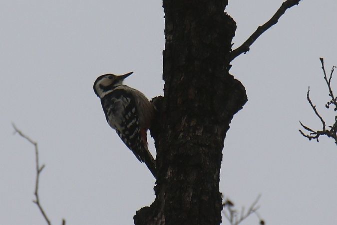 Weissrückenspecht  - Mariusz Zub