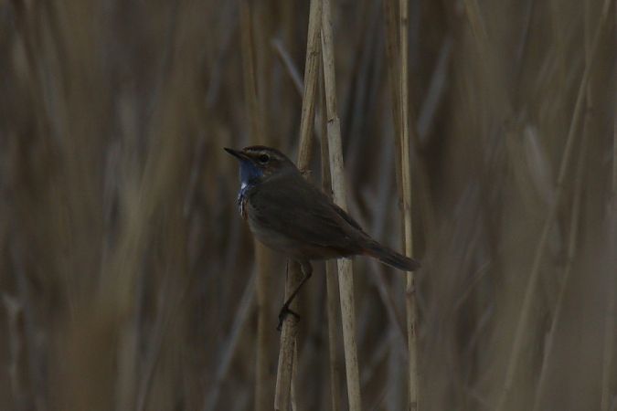 podróżniczek (ssp. cyanecula)  - Mariusz Zub
