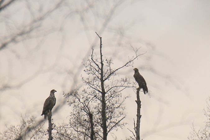 bielik  - Mariusz Zub