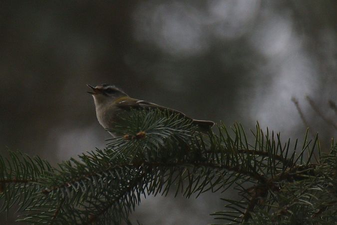 zniczek  - Mariusz Zub