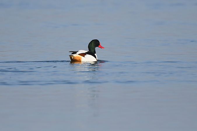 Brandgans  - Kamil Kozłowski