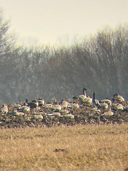 Weisswangengans  - Kamil Kozłowski