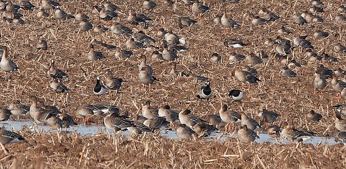 bernikla białolica  - Teresa Mariusz Blank