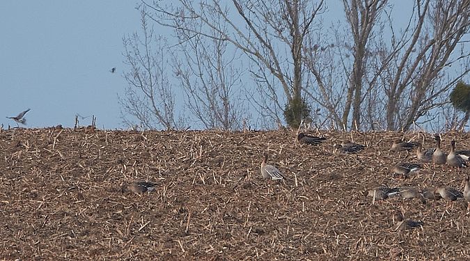 gęś krótkodzioba  - Teresa Mariusz Blank