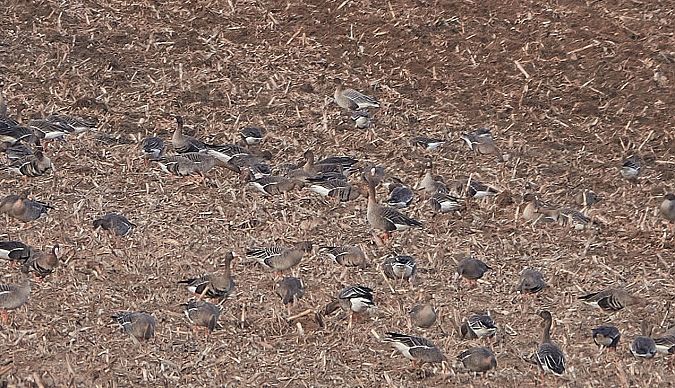 Kurzschnabelgans  - Teresa Mariusz Blank