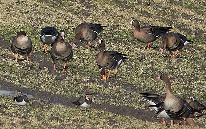 Zwerggans  - Teresa Mariusz Blank