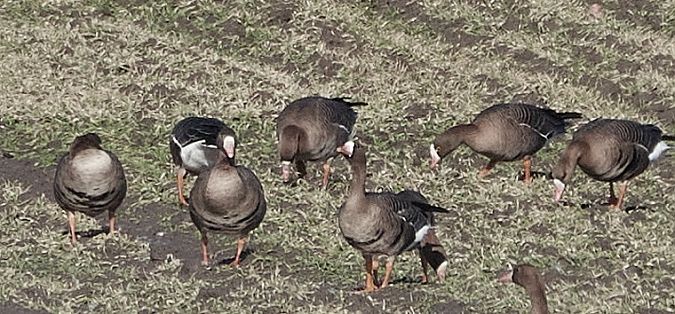 Zwerggans  - Teresa Mariusz Blank