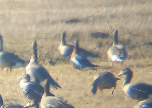 Rothalsgans  - Piotr Górski