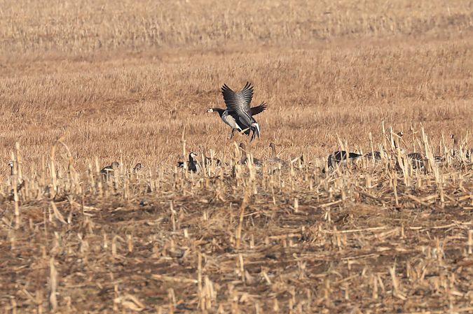 Weisswangengans  - Remigiusz Konieczny