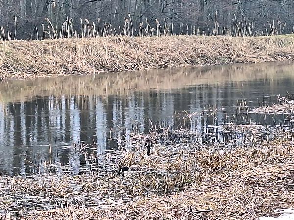 bernikla kanadyjska  - Paweł Żmuda
