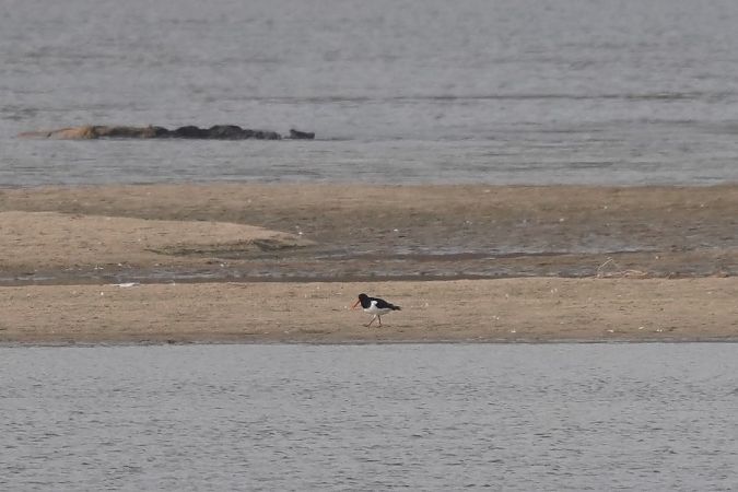 ostrygojad  - Monika Żochowska