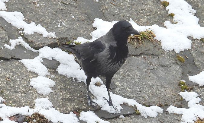 wrona (hybryd siwa x czarnowron) 