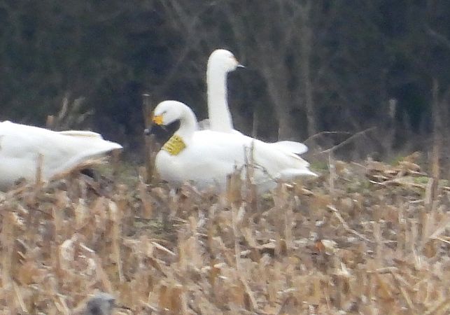 Bewick's Swan 