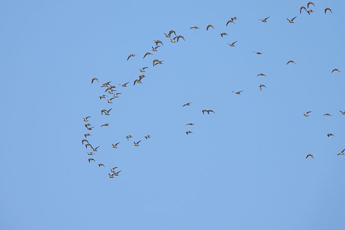 siewka złota  - Łukasz Krawczyk