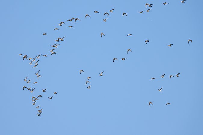 Pluvier doré  - Łukasz Krawczyk