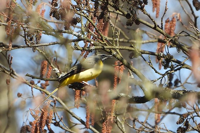 pliszka górska  - Łukasz Krawczyk