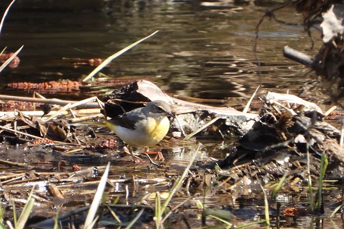 Gebirgsstelze  - Łukasz Krawczyk