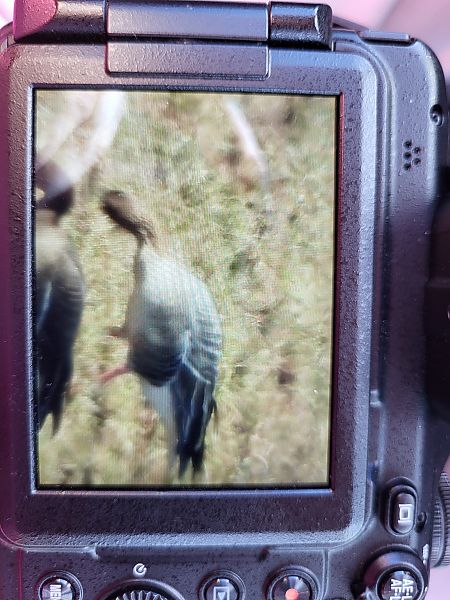 Pink-footed Goose  - Agnieszka Białostocka