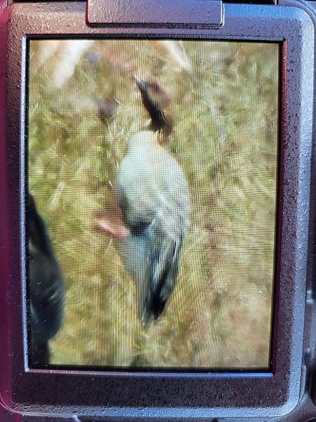 gęś krótkodzioba  - Agnieszka Białostocka