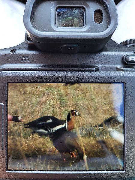 bernikla rdzawoszyja  - Agnieszka Białostocka