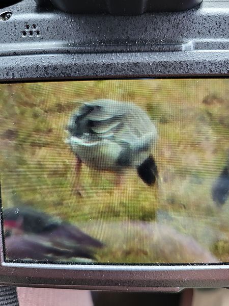 Kurzschnabelgans  - Agnieszka Białostocka