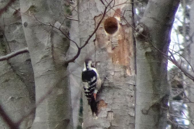 dzięcioł białogrzbiety  - Tomasz Kosut