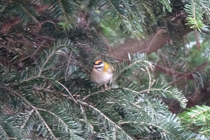 zniczek  - Tomasz Kosut