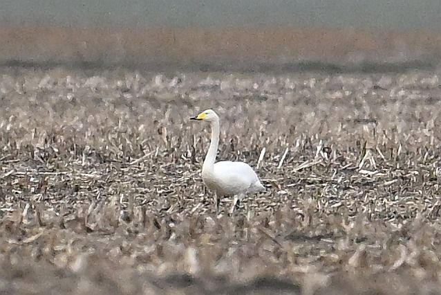 łabędź krzykliwy  - Tomasz Kosut