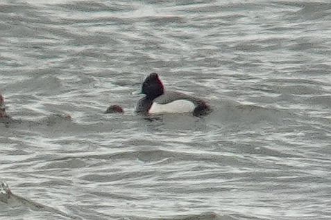 głowienka x czernica  - Tomasz Kosut