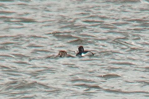 czerniczka  - Tomasz Kosut