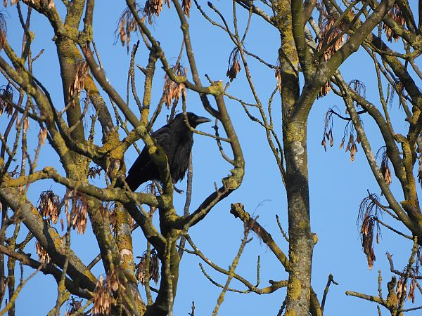 Rabenkrähe  - Robert Mendakiewicz