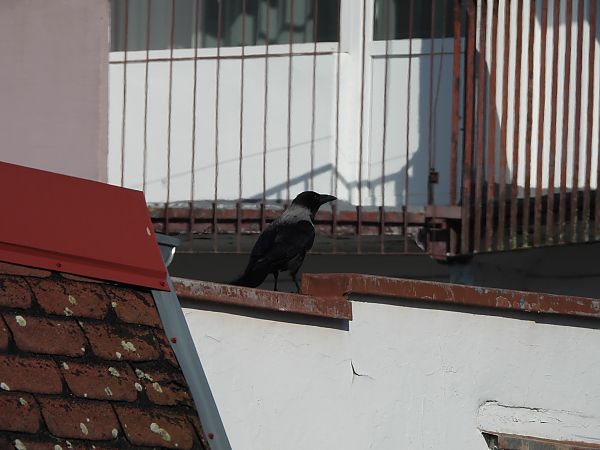 wrona (hybryd siwa x czarnowron)  - Robert Mendakiewicz