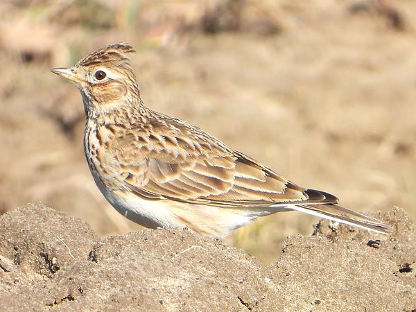 Feldlerche 