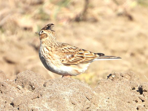 Feldlerche 