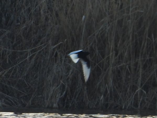 Weißflügel-Seeschwalbe 