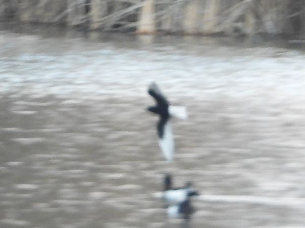 Weißflügel-Seeschwalbe 