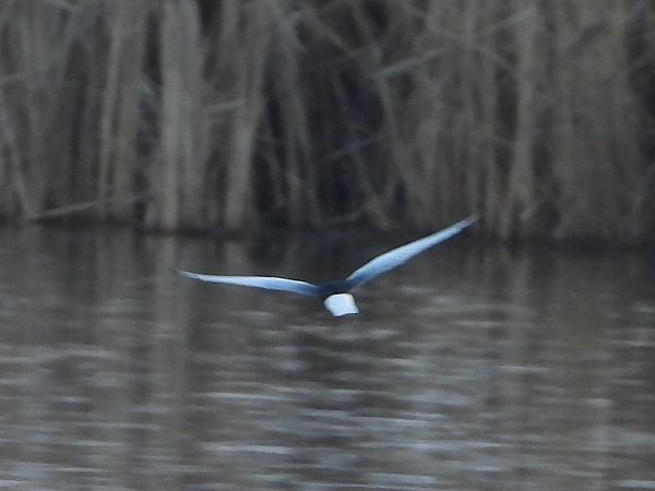 Weißflügel-Seeschwalbe 