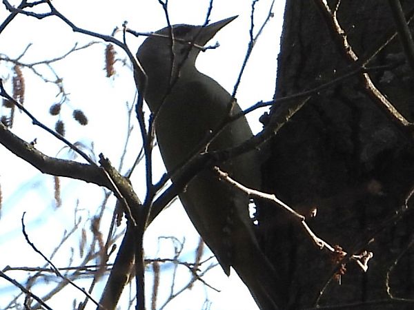 dzięcioł zielonosiwy 