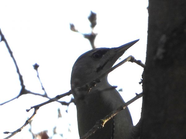 dzięcioł zielonosiwy 