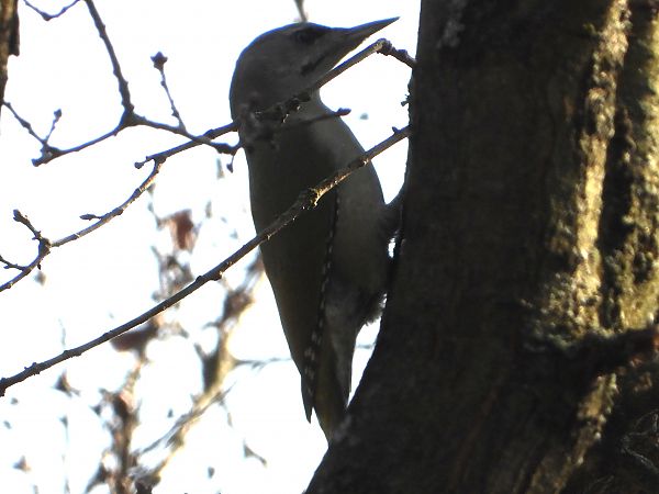 dzięcioł zielonosiwy 