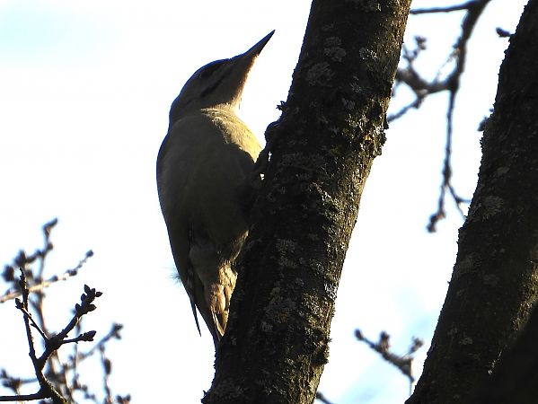 dzięcioł zielonosiwy 