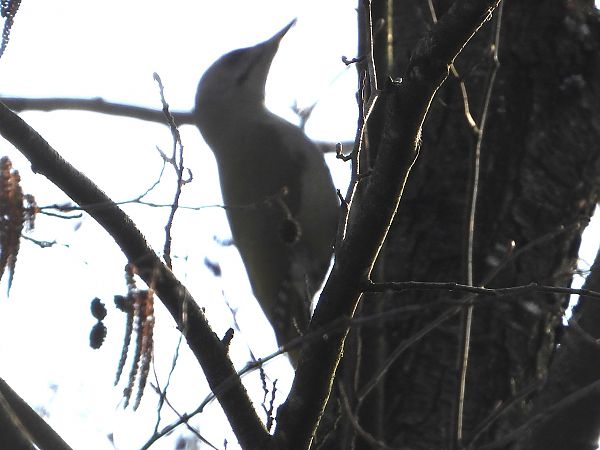 dzięcioł zielonosiwy 